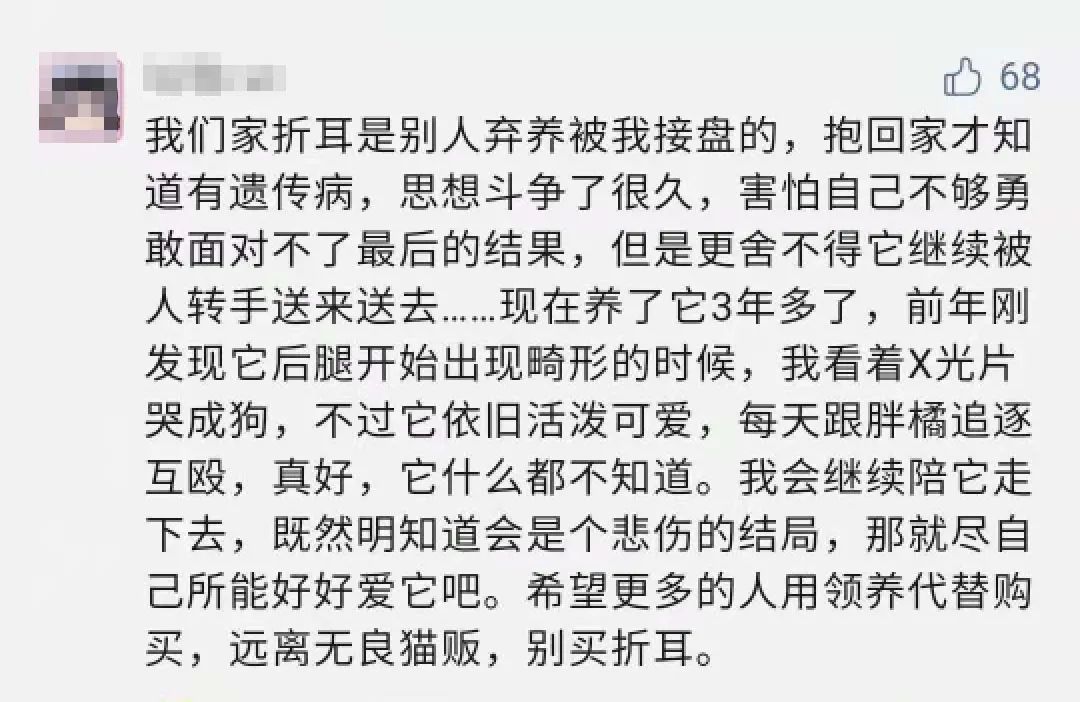 折耳猫_折耳猫价格 折耳猫多少钱一只_苏格兰折耳立耳猫