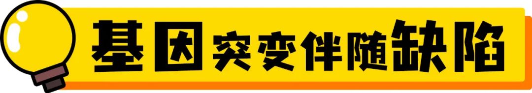 折耳猫_苏格兰折耳立耳猫_折耳猫价格 折耳猫多少钱一只