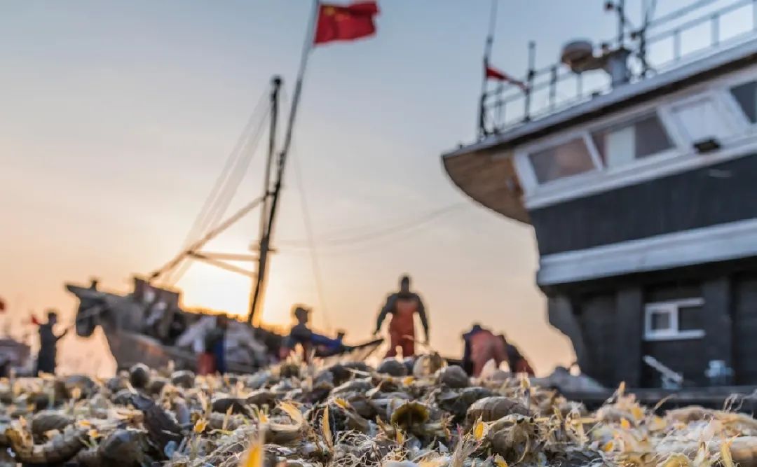 粘皮瑙虾虎_皮虾不能和什么一起吃_皮皮虾