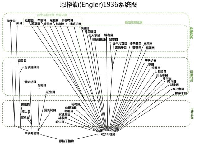 乔木灌木草本属于什么分类方法_毛竹 分类学上属于 乔木类 灌木类_乔木 灌木 草本