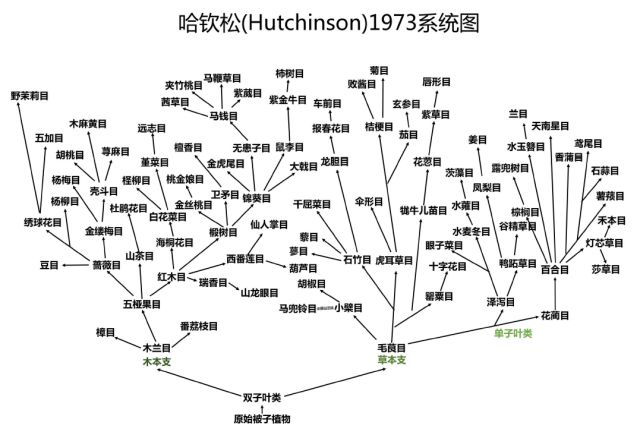 毛竹 分类学上属于 乔木类 灌木类_乔木灌木草本属于什么分类方法_乔木 灌木 草本