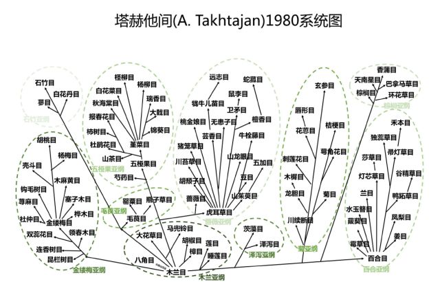 毛竹 分类学上属于 乔木类 灌木类_乔木灌木草本属于什么分类方法_乔木 灌木 草本