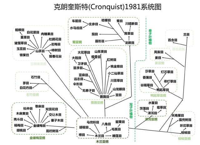 毛竹 分类学上属于 乔木类 灌木类_乔木灌木草本属于什么分类方法_乔木 灌木 草本