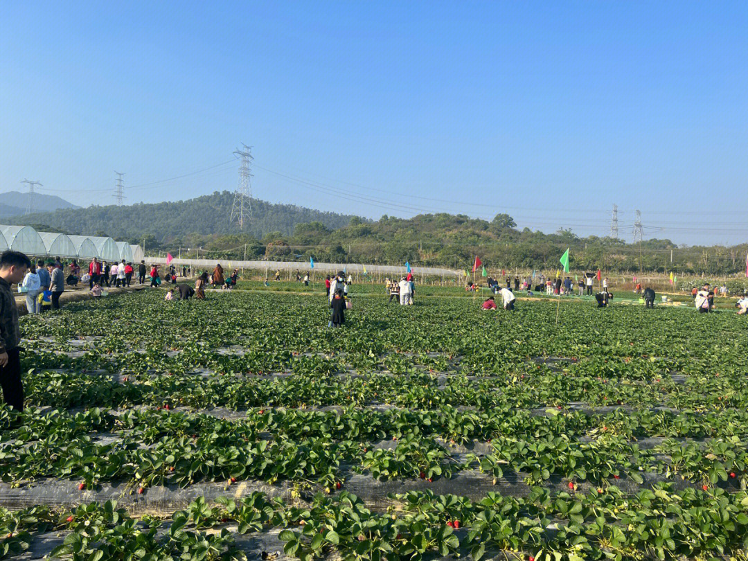 冬天草莓什么时候成熟_草莓几月份成熟_重庆草莓什么时候成熟