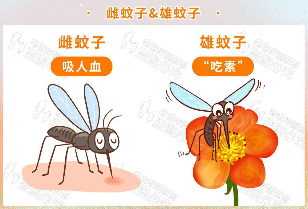 什么血型招蚊子_吸引蚊子的血型_蚊子 血型