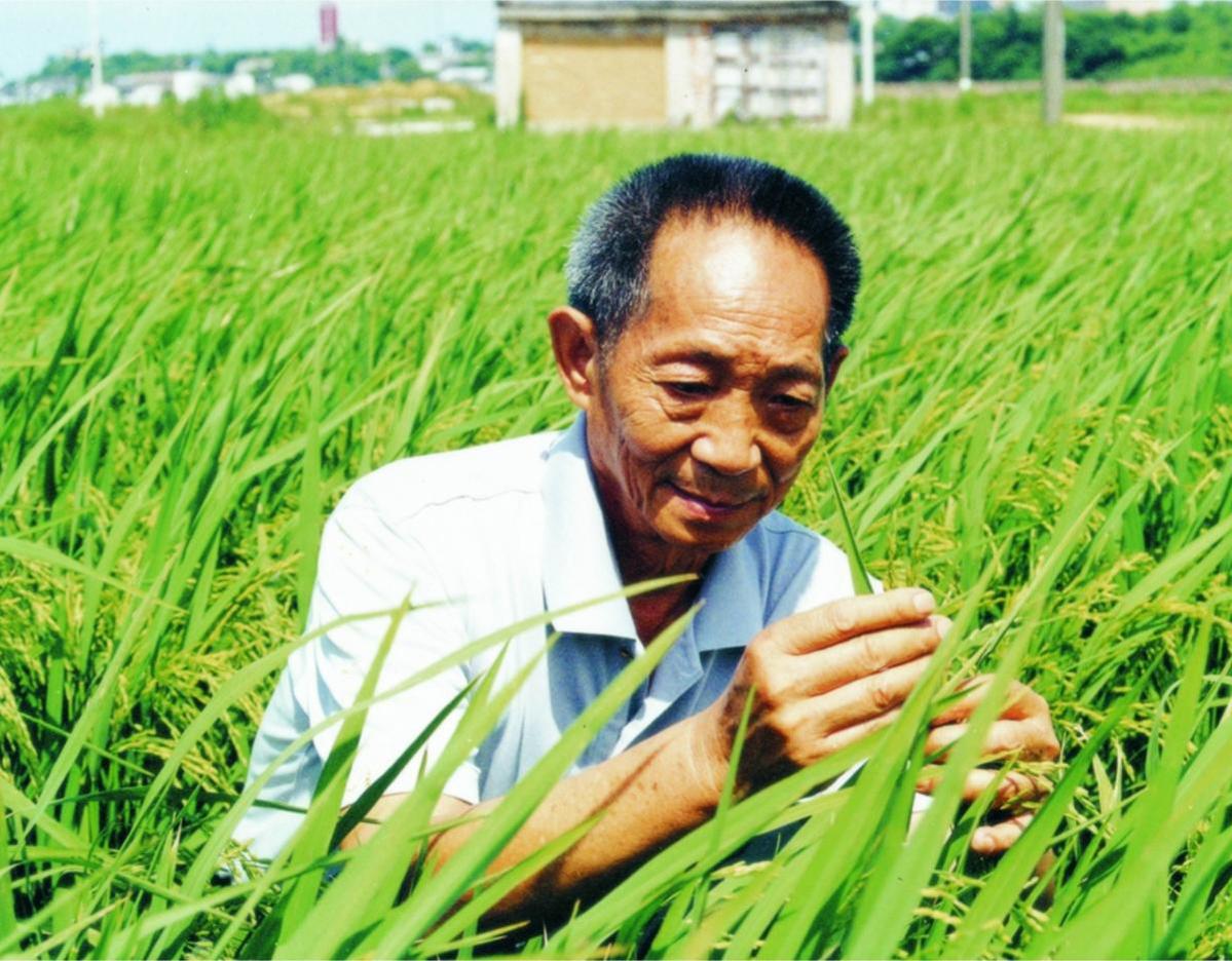 袁隆平 水稻 转基因_袁隆平杂交水稻哪一年_袁隆平的水稻是转基因吗