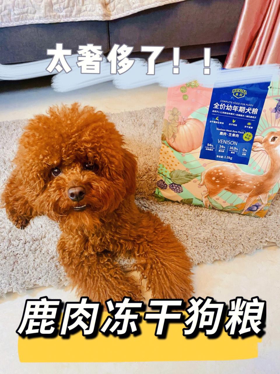 皇家royalcanin 宠物狗粮 小型犬奶糕_暗黑3死神之镰豪华版幽灵犬宠物怎么没有_宠物犬