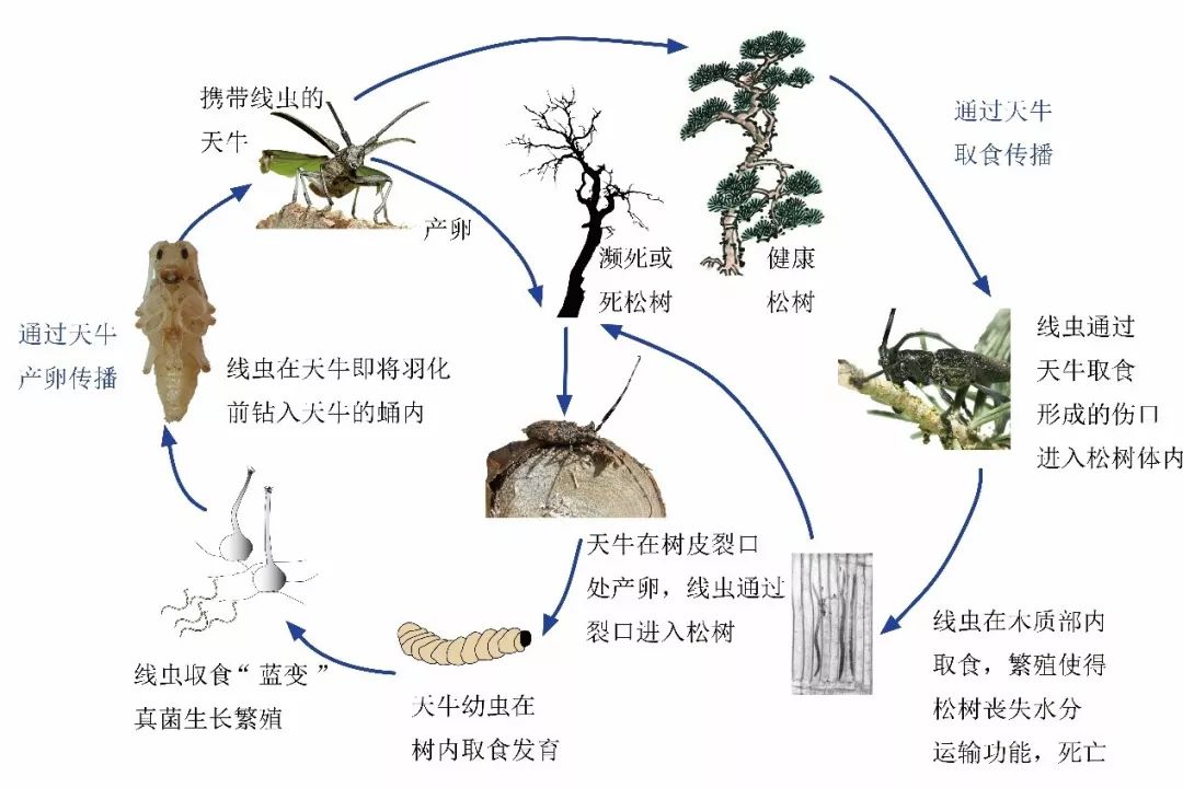 松树苗_龙松树苗_樟松树苗价格