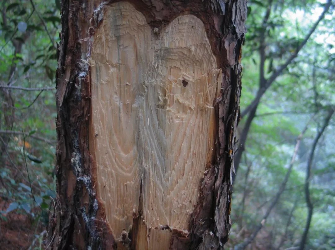 樟松树苗价格_龙松树苗_松树苗