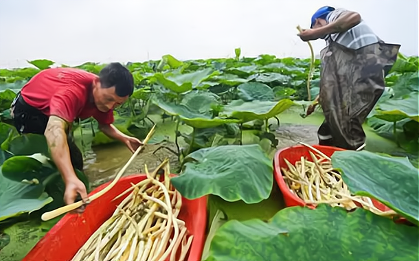 藕带吵猪肚图片_藕带_藕带种植效益高