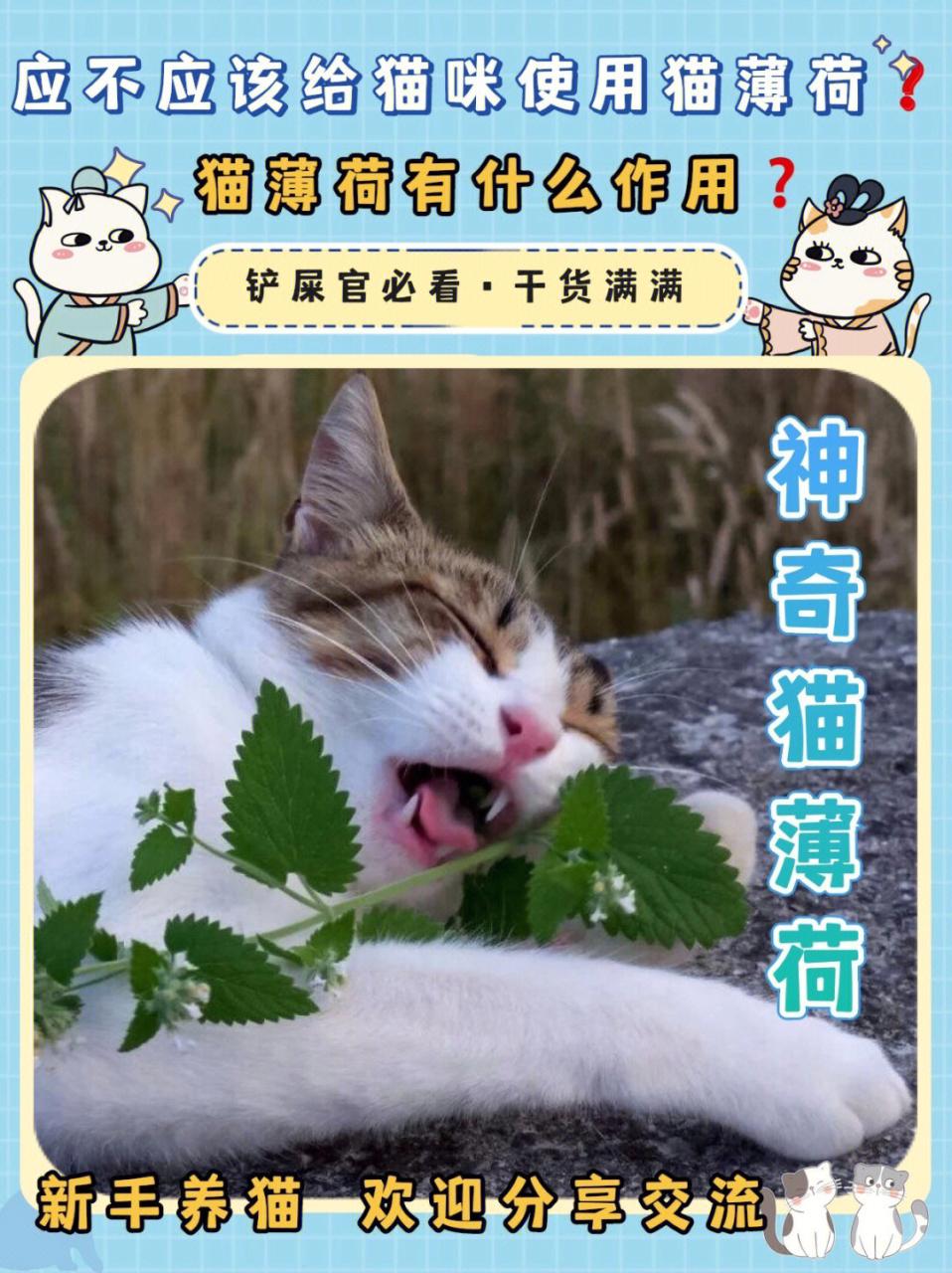 我在古代写小说薄荷猫_猫薄荷_东北的猫把是猫薄荷吗