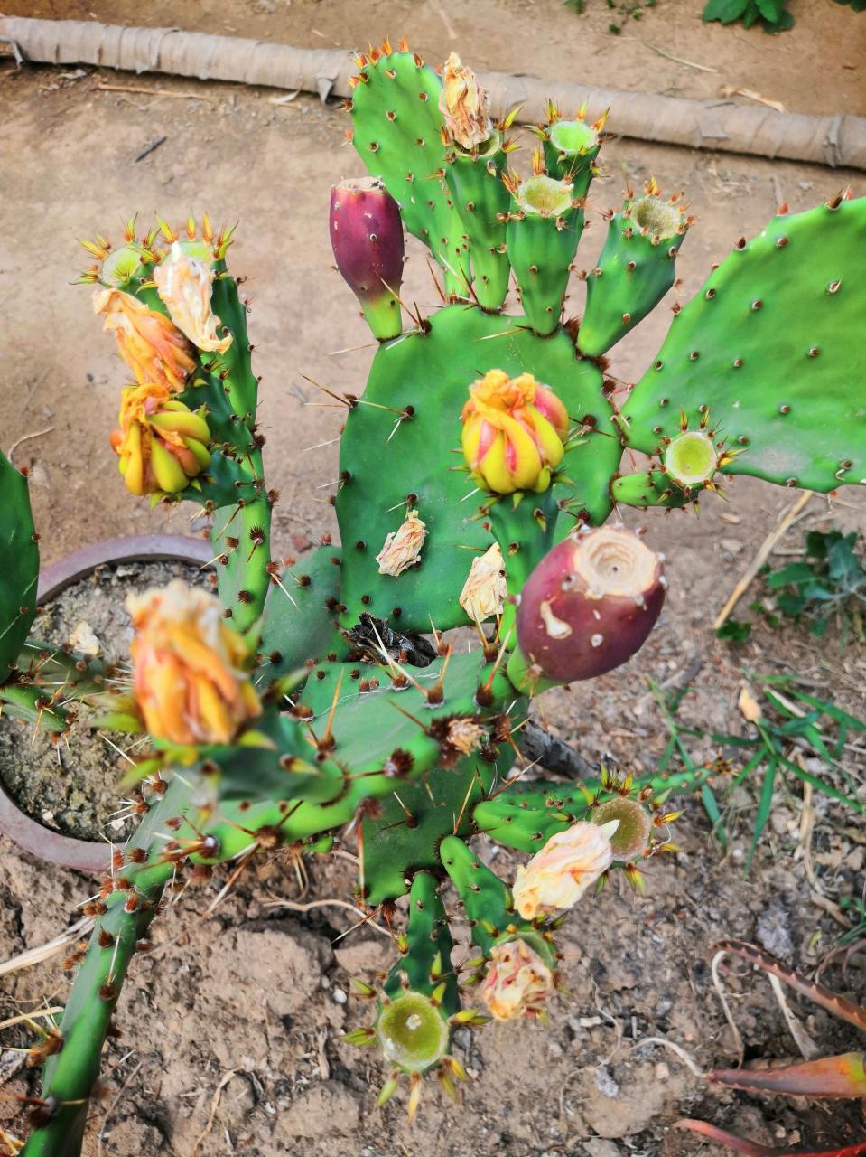 新昙花梦 电视剧_昙花_昙花终于怒放