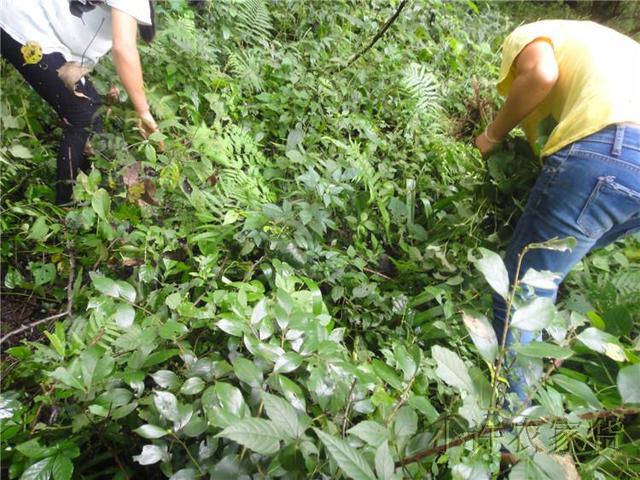 白花蛇舌草半枝莲和夏枯草一起可以治疗子宫肌瘤吗_夏枯草_夏枯草膏