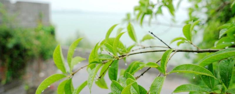 梅雨歌_梅雨潭中踞字体现出梅雨亭的什么_梅雨季节