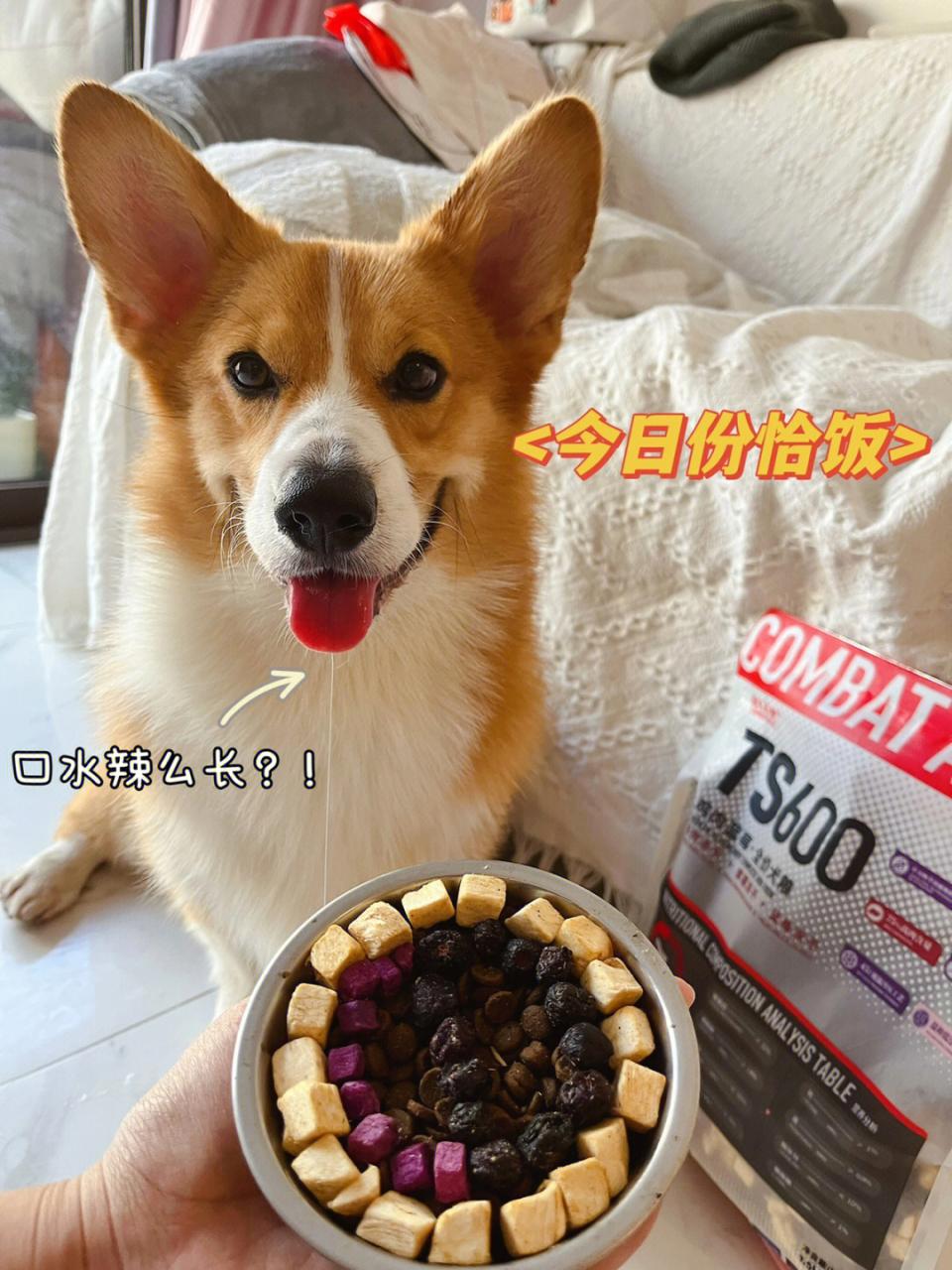 宠物犬_皇家royalcanin 宠物狗粮 小型犬奶糕_暗黑3死神之镰豪华版幽灵犬宠物怎么没有