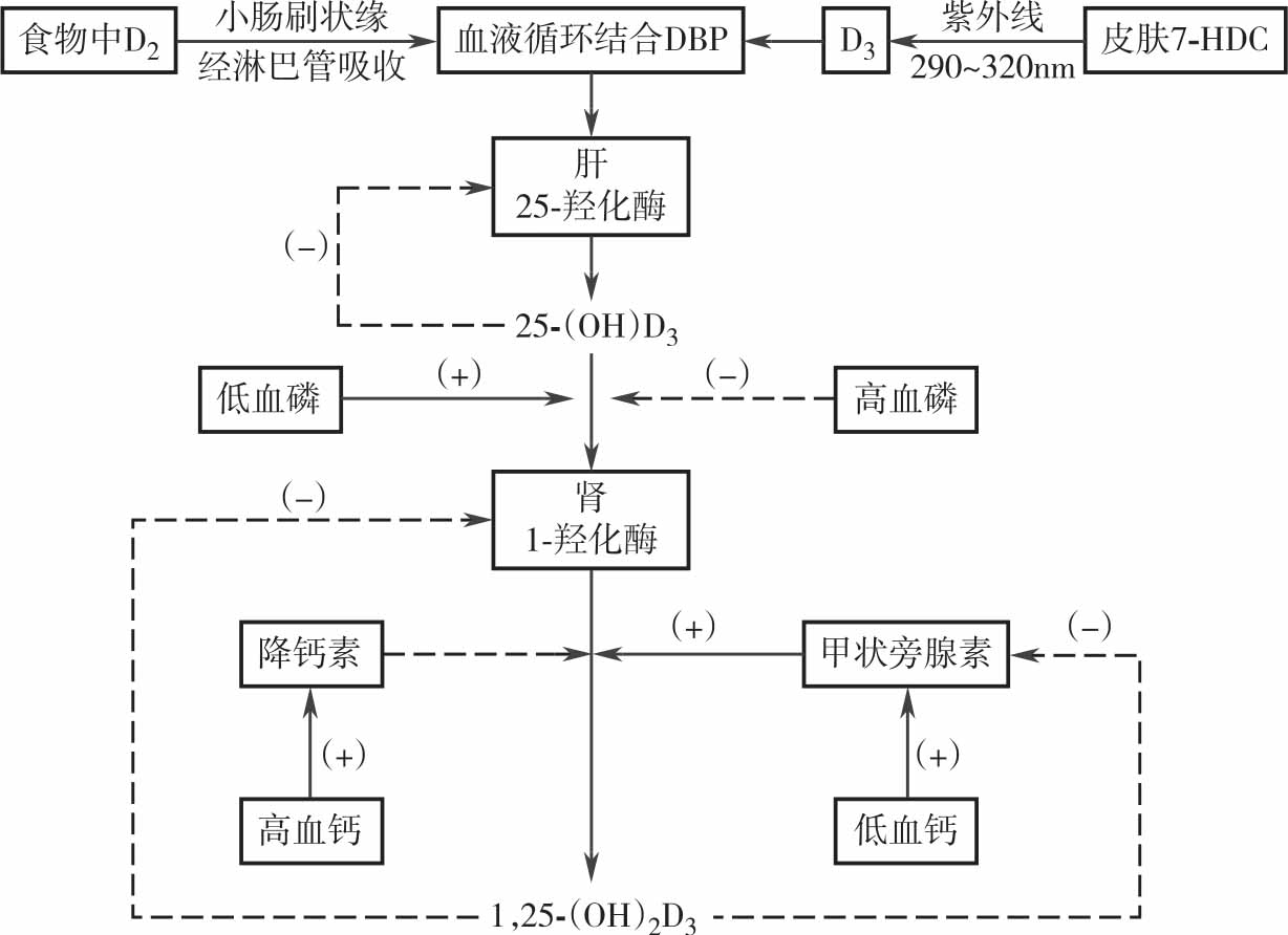 番茄红素维生素e的功效与作用_维生素e的作用和功效_标婷维生素e乳的作用及功效