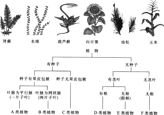 地理乔木灌木草本区分_草本灌木乔木高度_乔木灌木草本属于什么分类方法