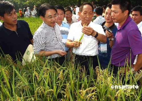 袁隆平超级水稻_袁隆平杂交水稻哪一年_袁隆平水稻是转基因吗