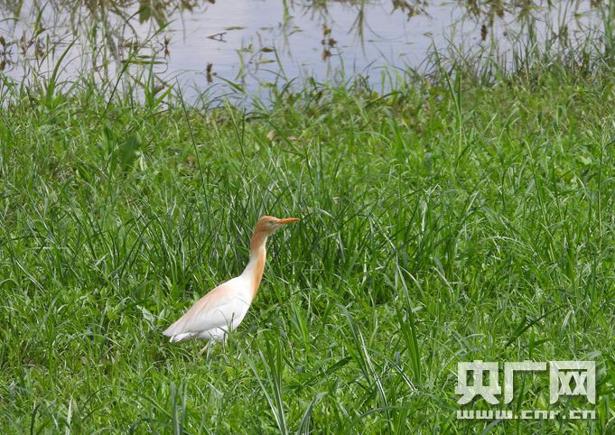 明珠湖公园 西沙湿地_大沙河湿地公园_琉璃河湿地森林遗址公园