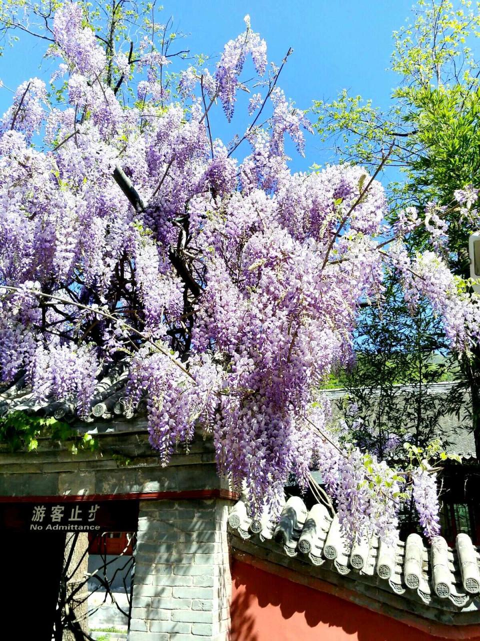 殊像寺文殊菩萨像_一像铅笔细又长二像小鸭水中游_铁像寺水街