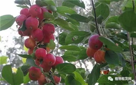 圣诞果海棠是啥品种_圣诞果海棠的生长习性_海棠果