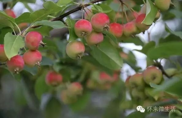 海棠 果_海棠果_长寿果 海棠