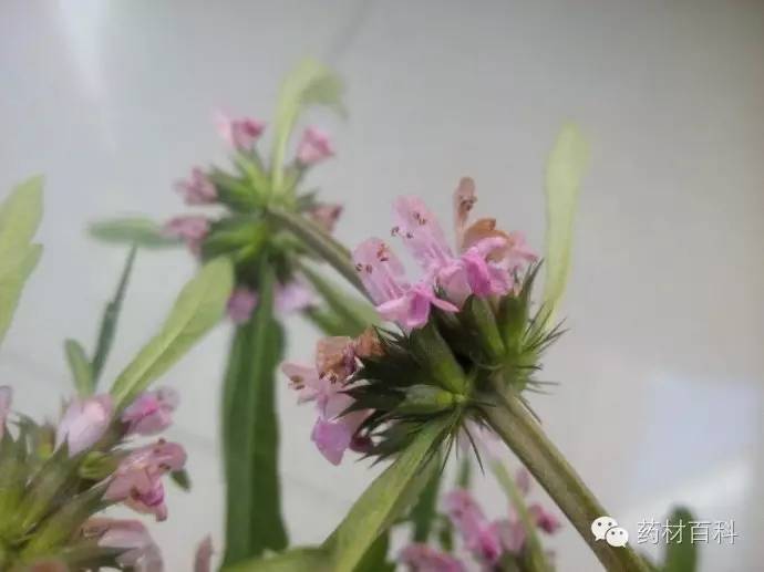 与益母草的功效与作用及食用方法_益母草的作用及功效_益母草的功效与作用及食用方法