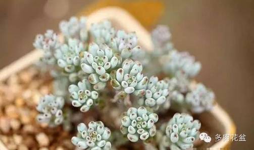 防辐射植物防辐射植物_防电脑辐射眼镜_怎么防电脑辐射