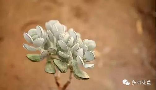 防电脑辐射眼镜_怎么防电脑辐射_防辐射植物防辐射植物