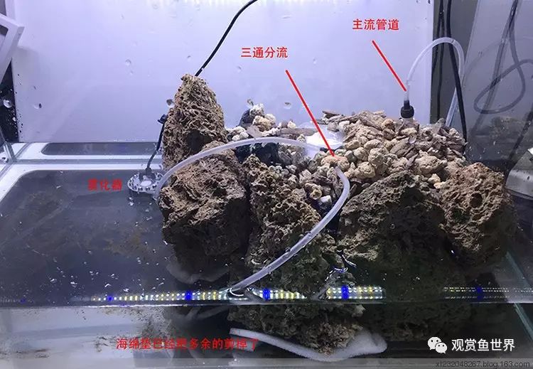 火麻子的功效与作用_风水泰山石有什么作用_火山石的作用