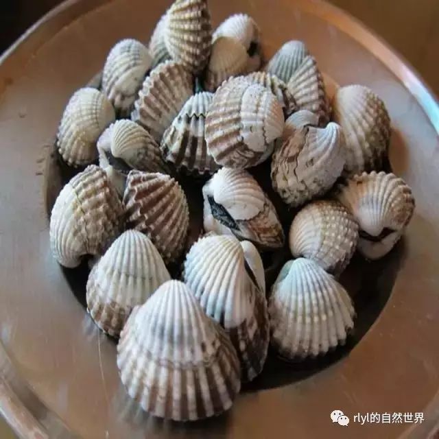 紫鳗虾虎鱼_油鳗是不是七星鳗_紫鳗虾虎鱼能吃吗