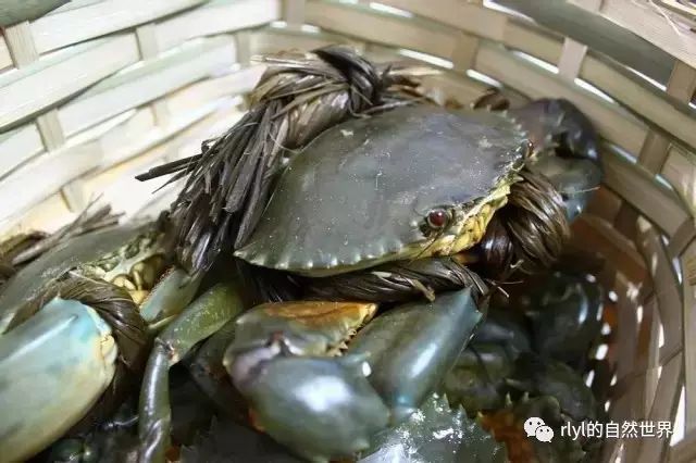 油鳗是不是七星鳗_紫鳗虾虎鱼能吃吗_紫鳗虾虎鱼