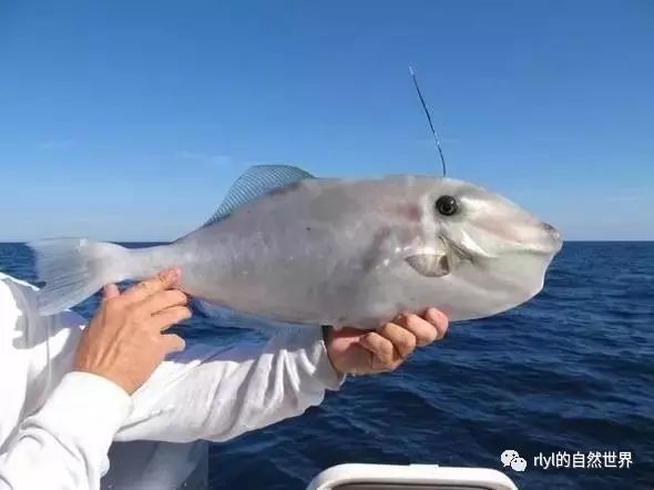 油鳗是不是七星鳗_紫鳗虾虎鱼能吃吗_紫鳗虾虎鱼