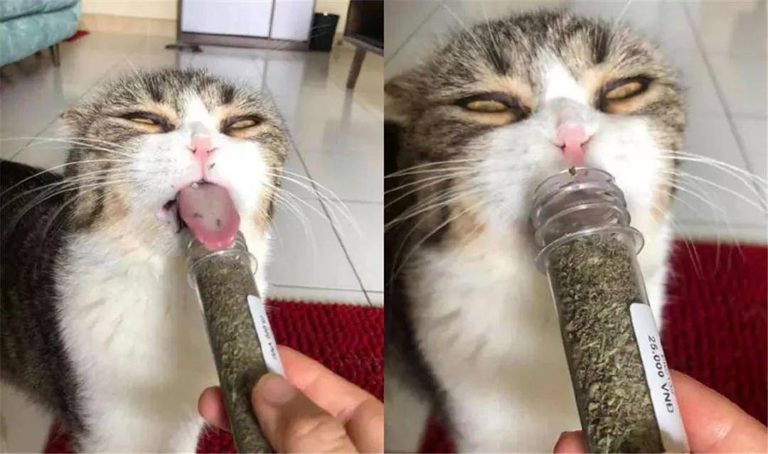 我在古代写小说薄荷猫_猫薄荷_东北的猫把是猫薄荷吗