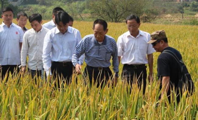 袁隆平超级水稻_袁隆平水稻是转基因吗_袁隆平杂交水稻哪一年