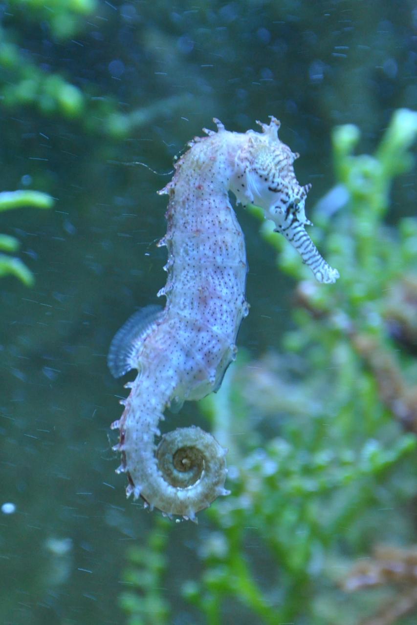 海马风情是香港海马吗_彩虹鱼和大鲸鱼文字_海马和鲸鱼哪个是真正的鱼