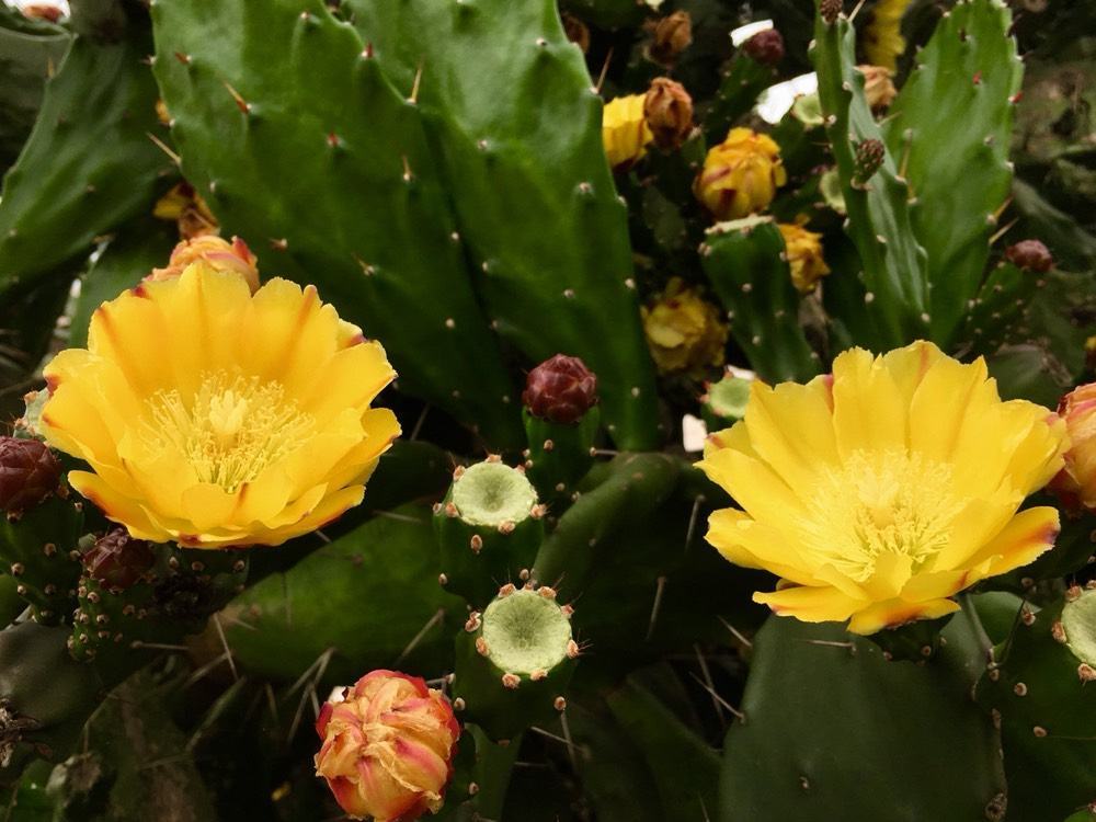 昙花终于怒放_昙花_新昙花梦 电视剧