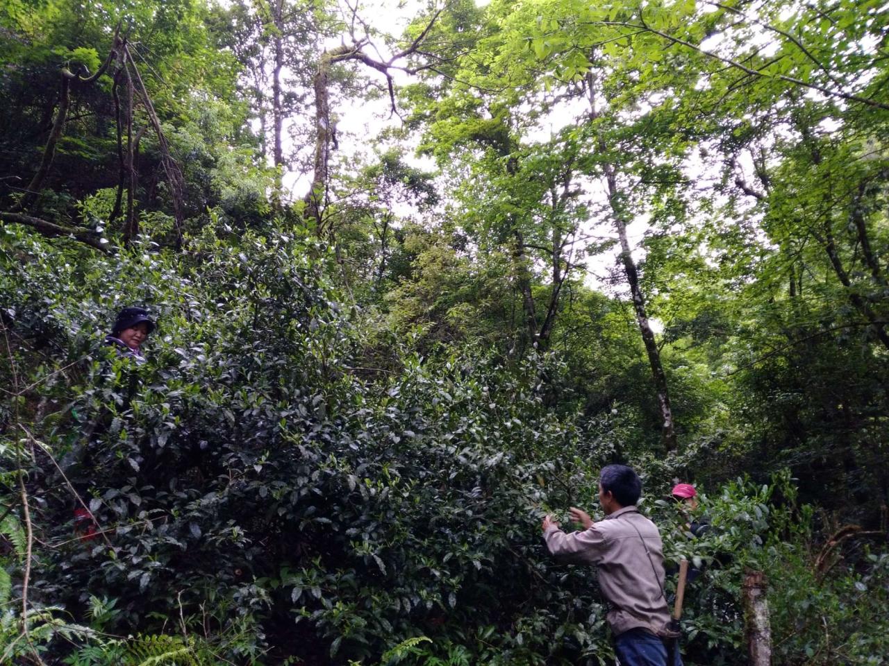 正宗茶油鸭技术 茶油鸭配方_金浩茶油好还是高正茶油好_茶油