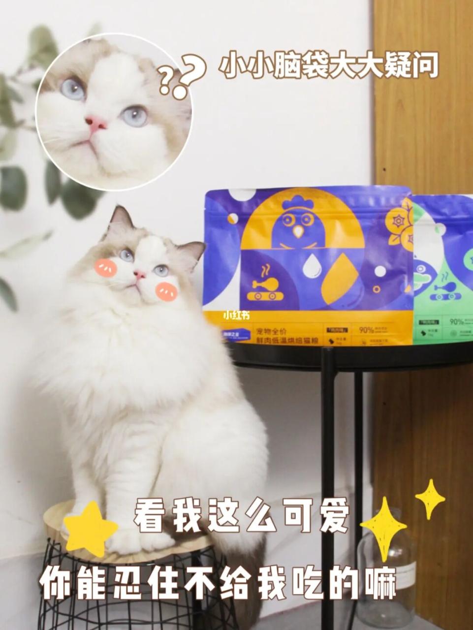 猫砂_lovecat猫砂和neo猫砂_松木猫砂用什么猫砂盆