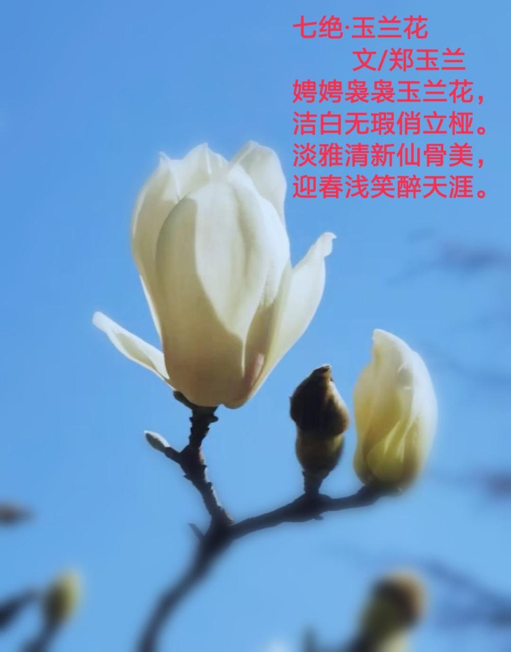 玉兰花_宣花坠 宣花锤 宣花袍_玉兰花是双性花吗