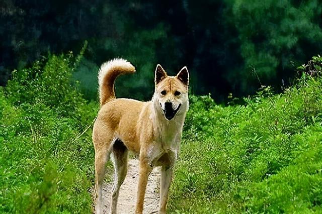 宠物犬_茶杯犬宠物床_宠物茶杯犬多少钱