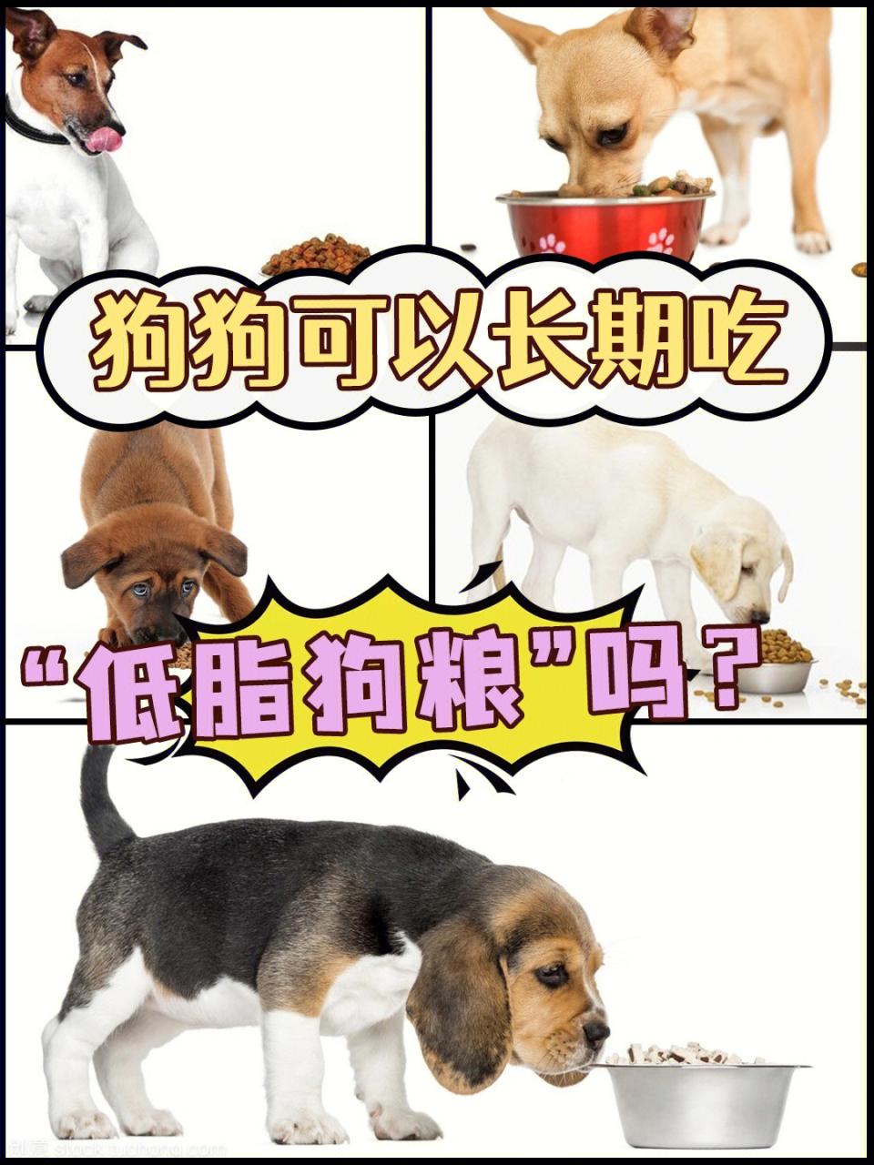 暗黑3死神之镰豪华版幽灵犬宠物怎么没有_宠物犬_皇家royalcanin 宠物狗粮 小型犬奶糕