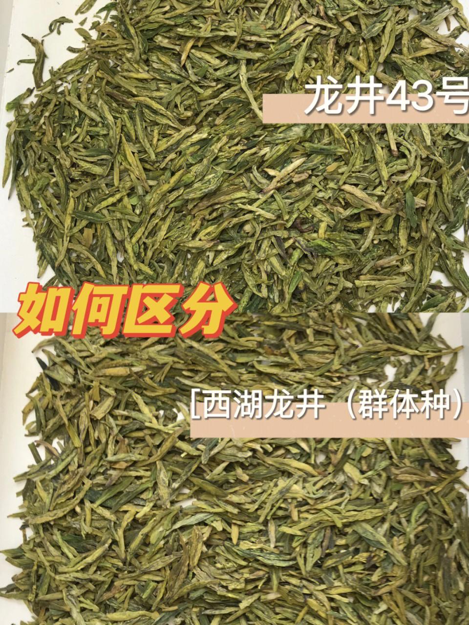 龙井是什么地方茶_东方茶韵 龙井_龙井茶