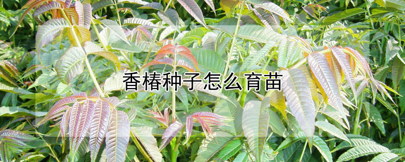 香椿价格_香椿酱价格_红油香椿种子价格