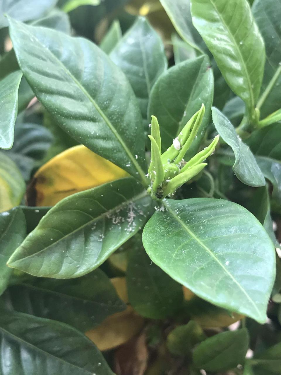 防辐射植物防辐射植物_防晒霜防电脑辐射吗_哪种植物能防电脑辐射