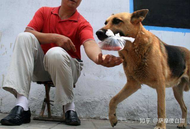 品种狗图片_没尾巴的狗品种图片_狗的品种图片