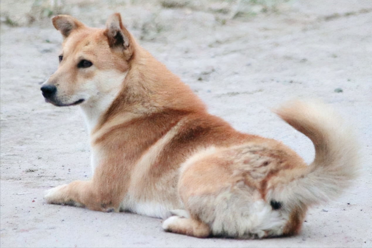 格力犬南宫新近种公犬_格力犬南宫新进种公犬_犬种大全