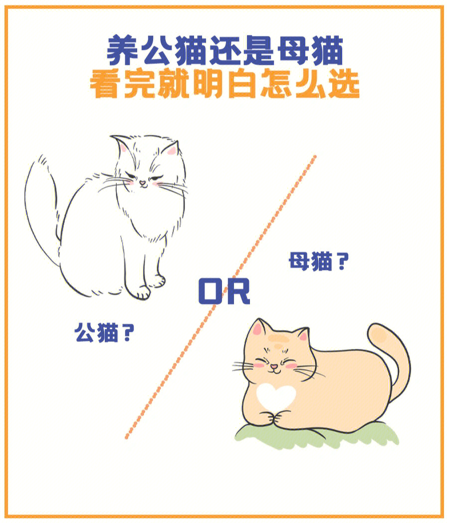 帕拉斯猫多少钱一只_帕拉斯猫兔狲_帕拉斯猫