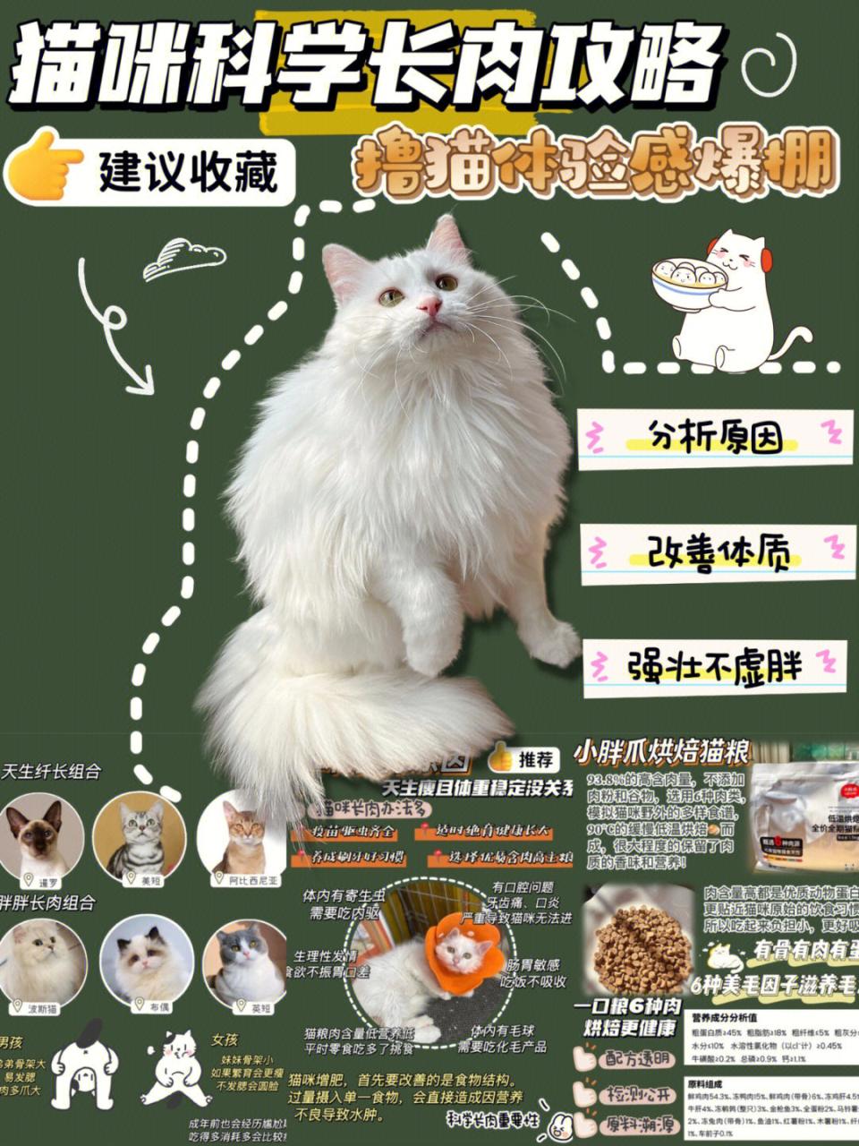 帕拉斯猫_帕拉斯猫多少钱一只_帕拉斯猫兔狲