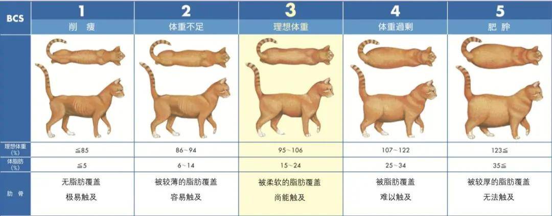 帕拉斯猫兔狲_帕拉斯猫_帕拉斯猫多少钱一只